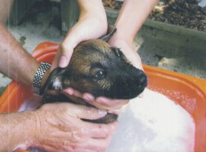 Mocha in the bath